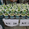 โครงการ KU Night Eat & Read (17 พ.ย.62)