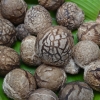 เห็ดเป็นยา